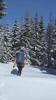 A person in a yellow jacket walks through deep snow surrounded by towering evergreen trees on a bright winter day. The sun highlights the tranquil atmosphere. Vertical footage video