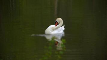 A lone swan swims on the lake and searches for food 05 video