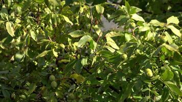 Walnut branches sway in the wind 02 video