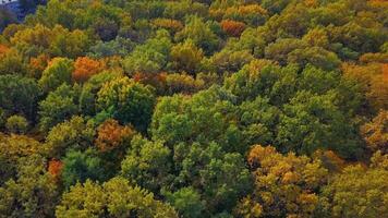 Top down autumn wood. Aerial top view of autumn forest with colorful trees 01 video