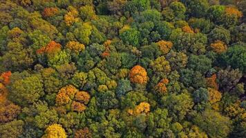Top down autumn wood. Aerial top view of autumn forest with colorful trees 03 video
