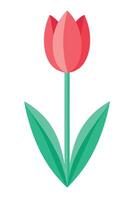 Single Pink Tulip Flower Blossom Spring Bloom Illustration Graphic vector