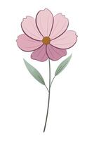 Elegant Pink Cosmos Flower Illustration, Simple Botanical Design vector