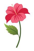 Vibrant Pink Hibiscus Flower, Single Stem, Green Leaf, Botanical Illustration vector