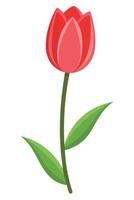 Single Red Tulip Flower Bloom Springtime Nature Botanical Illustration vector