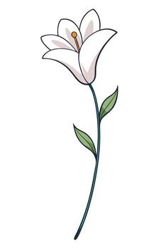 Elegant Single White Lily Flower Blossom Stem Green Leaves vector