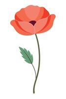 Single Red Poppy Flower, Stem, Leaf, Isolated, Floral, Botanical, Illustration, Nature, Design, Art vector