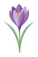 Purple Crocus Flower Spring Bloom Botanical Illustration Design vector