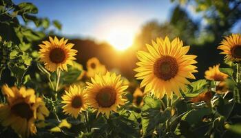 A field of sunflowers with a sun in the background photo