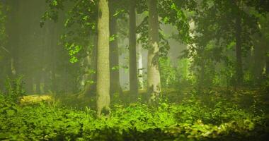 Lush green forest with sunlight filtering through tree leaves video