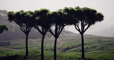 Serene landscape with tall trees against a misty backdrop at dawn video