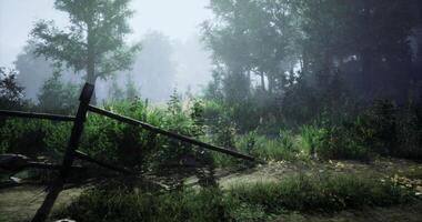 Misty forest landscape with lush greenery and a broken fence in the morning video