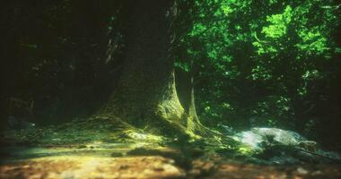 Mysterious forest with vibrant greenery and a majestic tree at twilight video