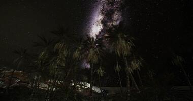 Starry night over palm trees in the desert showcasing a stunning galaxy view video