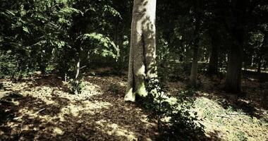 Sunlight filtering through trees in a serene forest landscape during daytime video