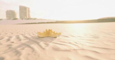 Sunlit starfish on sandy beach with distant buildings in twilight glow video
