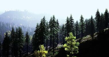 Lush green forest with sunlight filtering through trees at dawn video