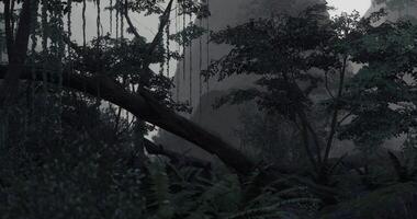 Dense forest with fog and fallen trees in a quiet, remote location video