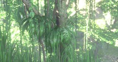 Lush greenery envelops a sturdy tree in a tranquil forest setting video
