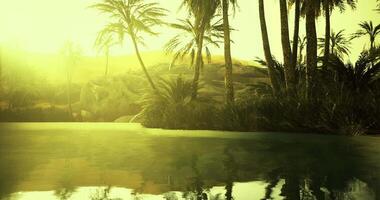 Sunlight reflecting off tranquil waters surrounded by lush palm trees video