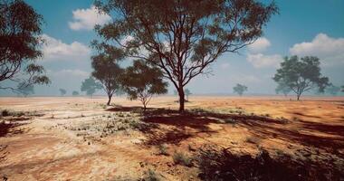 Dry landscape with scattered trees under a clear sky in daytime video
