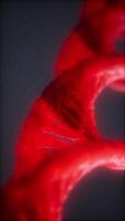 3D visualization of DNA structure showcasing intricate red helices in detail video