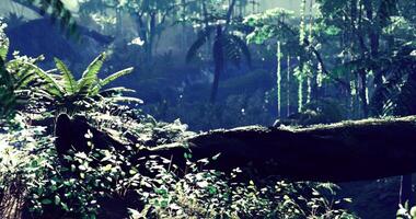 Lush green jungle with vibrant foliage and sunlight filtering through trees video