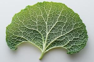 close up captures stunning texture of kale leaf highlighting its curly edges and deep green veins on clean white background for fresh natural look photo