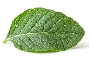 kale leaf displays its detailed texture vibrant green colors and distinct curling edges. clean white background highlights natural beauty of leafy vegetable photo