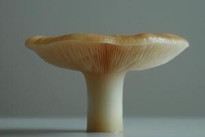 solitary white mushroom smooth rounded cap and short stem stands out against clean background highlighting its natural beauty and simplicity photo