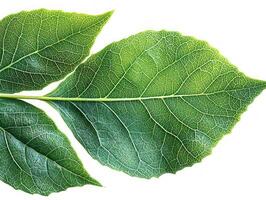 Detailed view of collard green leaves highlighting their rich green color and complex vein structure. white background enhances natural beauty and texture of leaves photo