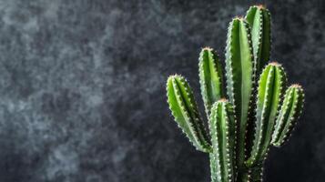 A green cactus photo on black background with gray wall
