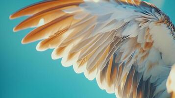 A close-up of a bird's beauty feathers on a blue background photo