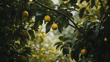Limes photo dangling on green leaves from tree branches above
