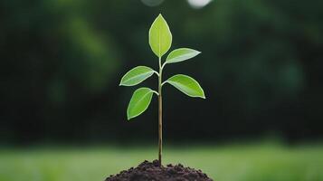 Young Green Seedling Sprouting from Soil Against Blurred Green Background Symbolizing Growth, Renewal, and Environmental Sustainability in Natural Outdoor Setting for Earth Day Concepts photo
