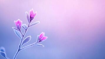 Close Up of Ice Crystals and Frost on Delicate Flowers Against Pastel Background Highlighting Winter's Intricate Patterns in Nature's Frozen Beauty photo
