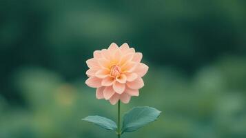 Slow Motion Close-Up of Single Peach Dahlia Blossom Against Blurred Green Background Capturing Spring and Summer Vibrancy in 16-9 Aspect Ratio for Nature-Themed Stock Photography photo