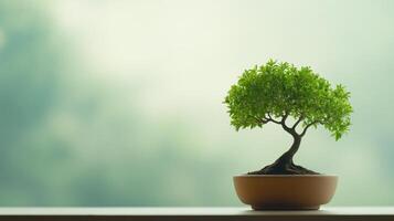 Bonsai Tree in Garden Hut with Green Screen Background Projecting Serene Sea View Enhancing Nature Connection and Tranquil Vibes Environment for Meditation and Relaxation photo