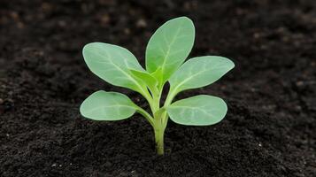 Young Green Plant Emerging from Rich Soil Symbolizing Growth and Renewal in Nature with Close-Up View Perfect for Environmental Themes and Gardening Inspirations photo