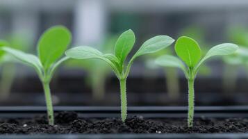 Seedlings Growing on Coins in Farm Illustrating Green Finance and Sustainable Agriculture with AR 169 Style photo