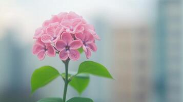 Pink Lilac Flower Closeup with Green Leaves on a Soft Focus Urban Background in Spring, Captured in Dolly Shot, Aspect Ratio 16-9 for Nature, Floral, and Urban Photography photo