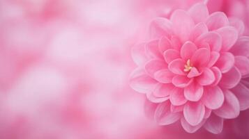 Pink Lilac Flower Closeup with Soft Petals in Dolly Shot for Modern Artistic Floral Photography and Design photo