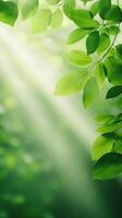 Sun Rays Shining Through Tree Leaves with Soft Green Background in Vertical Composition for Nature and Wellness Design Featuring Tranquil Atmosphere and Serene Outdoor Forest Scene photo