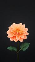 Time Lapse of Orange Dahlia Flower Blooming Against Black Background in Stunning Detail and Vibrant Color, Perfect for Floral Enthusiasts and Nature Lovers Focused on Growth and Transformation photo