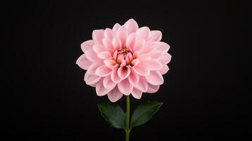 Time Lapse of a Beautiful Dahlia Flower Blooming on Dark Background Highlighting Delicate Petals and Vibrant Colors for Nature Lovers and Floral Design, Capturing Botanical Beauty in Close-Up photo