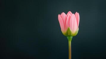 Timelapse of Pink Dahlia Opening Against Dark Background Illustrating Nature's Beauty in Motion for Floral Enthusiasts and Botanists photo
