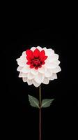 Time Lapse of Opening Red White Dahlia Flower on Black Background Capturing the Blooming Details of its Petals in Stunning Close-Up Elegance Suitable for Floral and Botanical Art Themes photo