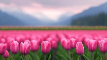 Pink Tulip Flowers Blooming in a Vast Field with Mountains in Background, Captured in Spring, Showcasing Natural Beauty and Serene Landscape for Floral Design and Nature Themes photo