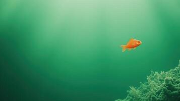 Green Screen Aquarium with Fish Highlighting Vibrant Marine Life Contrast and Greenery Background for Relaxing Visual Concepts in Stock Photography photo