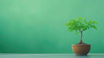 Minimalist Bonsai On Green Screen Background Featuring A Small Potted Tree In A Zen-Inspired Atelier With Tranquil Atmosphere And Vibrant Green Foliage Highlighting Nature And Simplicity photo